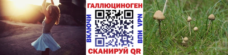 Псилоцибиновые грибы Psilocybine cubensis  Лысьва 